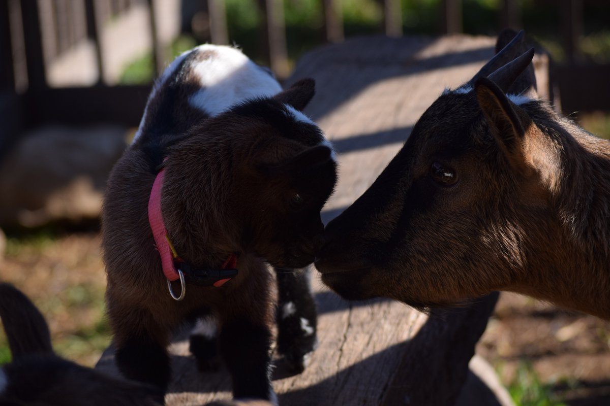 menja_m's tweet photo. Ja fa quasi dos mesos que van néixer les nostres cabretes!! Per tots aquells i aquelles que sigueu uns enamorats dels animals, us convidem a visitar la granja de Menja'm!!😍🐐 https://t.co/VXXnIsGo66
