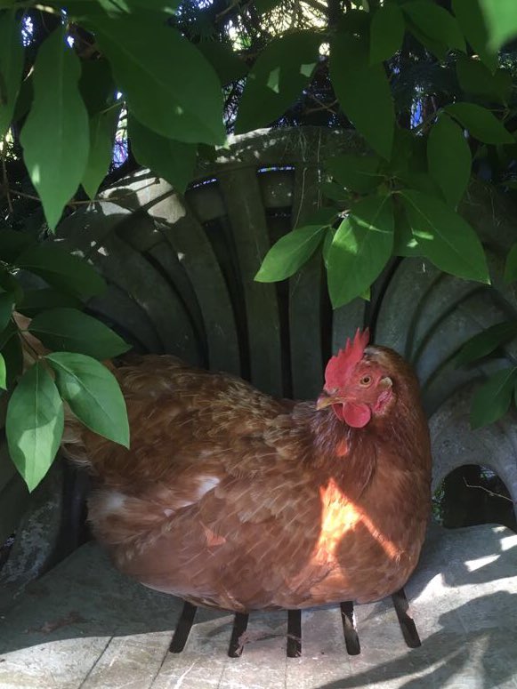 BowkersBirds's tweet photo. Just taking it easy. https://t.co/11L5Wx5jWO