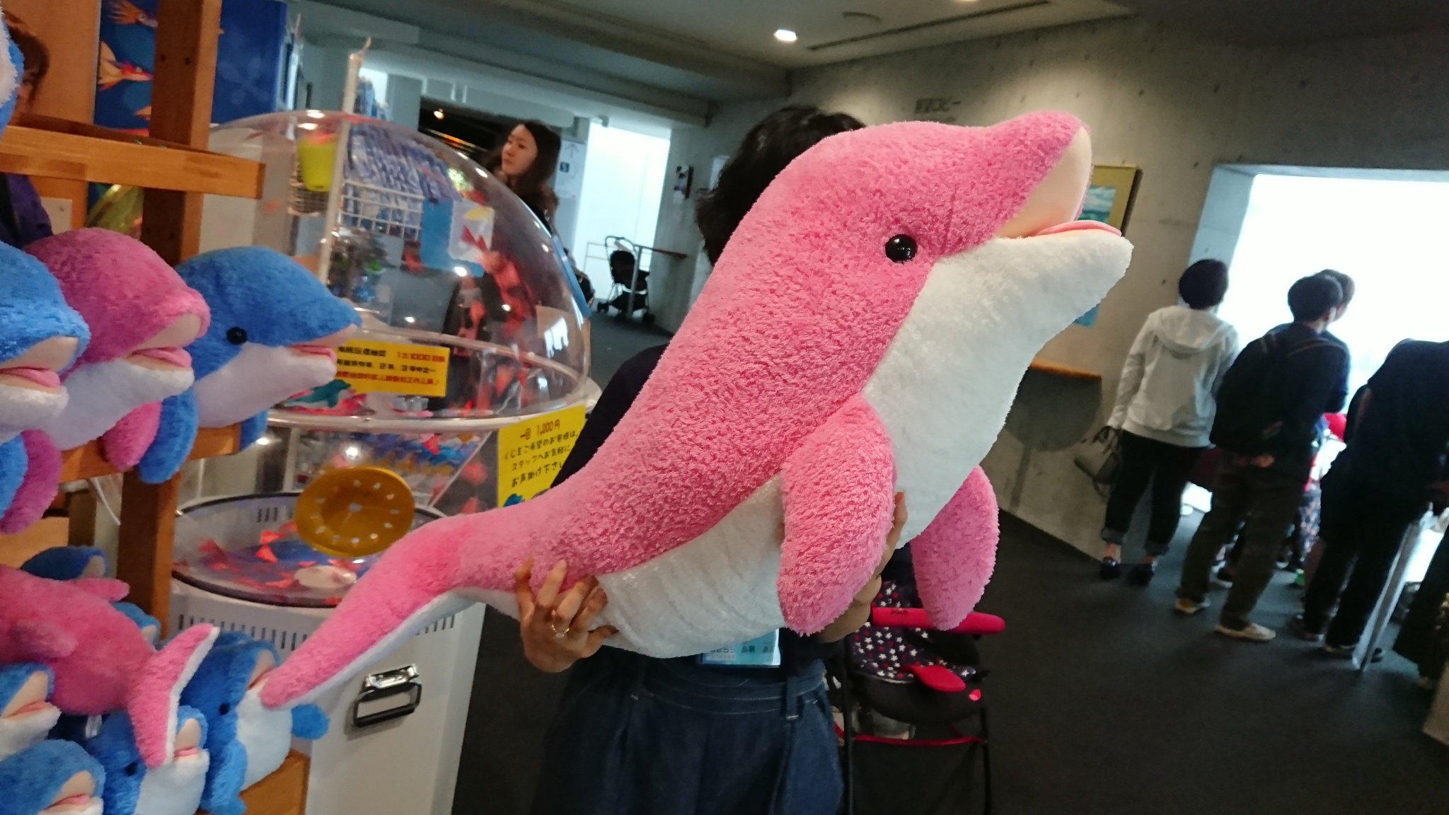 九十九島パールシーリゾート בטוויטר ２年目広報担当者のつぶやき篇 アクアショップきららで ドルフィンくじ 開催中 はずれなしで必ずイルカ のぬいぐるみをもらえます なんと特等はイルカの特大ぬいぐるみ ぜひチャレンジしてくださいね 佐世保 九十