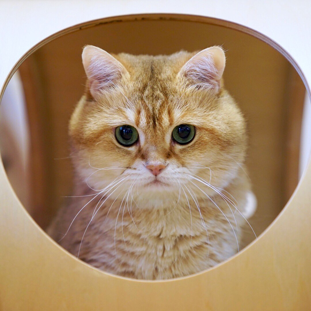 Кошки скоттиш страйт Хосико