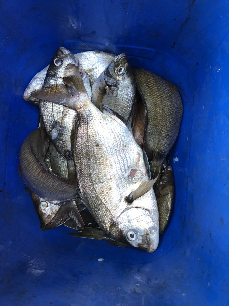 JSzyfer's tweet image. Pesca en isla de lobos