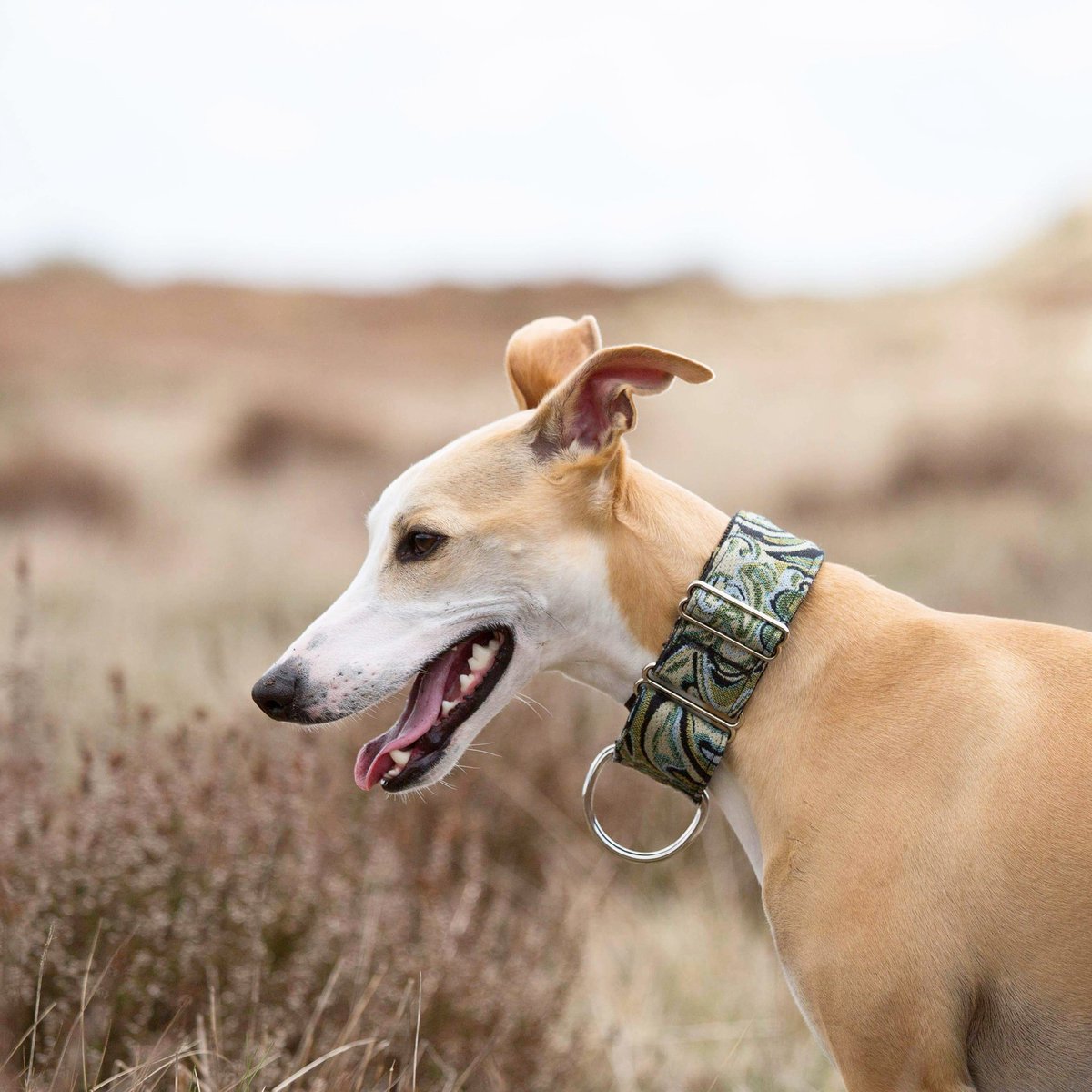 Hiking in his gorgeous new collar from @/wildpiccolo 🐺🔥#staywild instagram.com/wildpiccolo