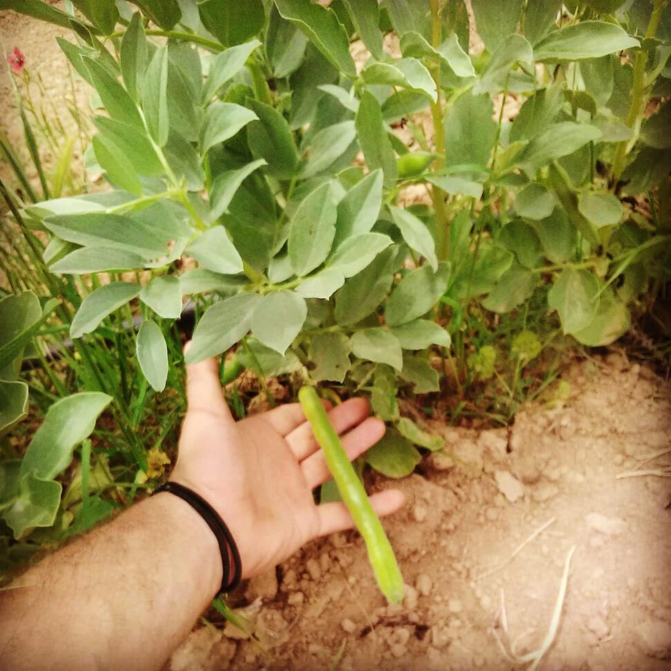 Ecodebio tweet media