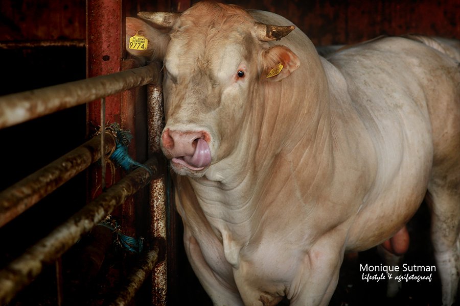 The bull loves all the <a href="/tongueoutcoos/">TongueOutCoosday</a> 🐮💓😋😇