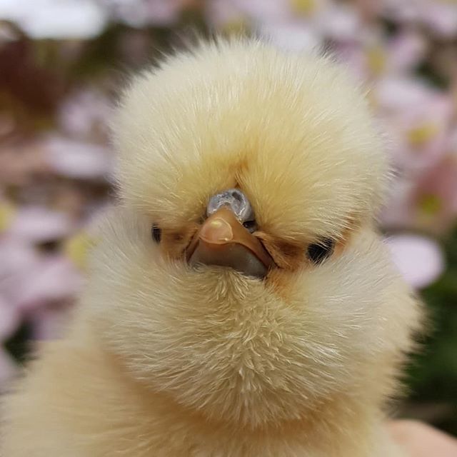 simonpickles's tweet image. Day-old Buff laced Poland Chick #chickenhour #thatbeard #chickensofinstagram #chickens #nofilter