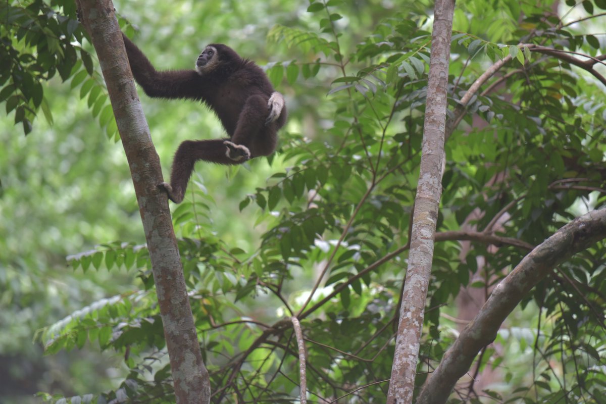ShushanLam's tweet photo. Filmed these super playful and energetic #gibbons for a story about one woman's battle against the #wildlifetrade. Read it here: 
https://t.co/H5Vz0kdKkp https://t.co/AedcwA8XNe