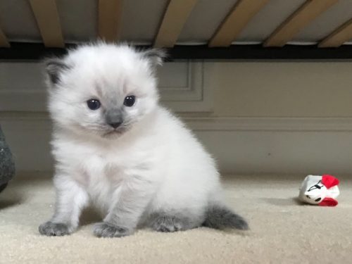 produceren Oneerlijkheid jury Kittens-tekoop.nl on Twitter: "Kittens-tekoop: Ragdoll Kittens te koop  https://t.co/uRa0KIizTA https://t.co/yyY10LiCzQ" / Twitter