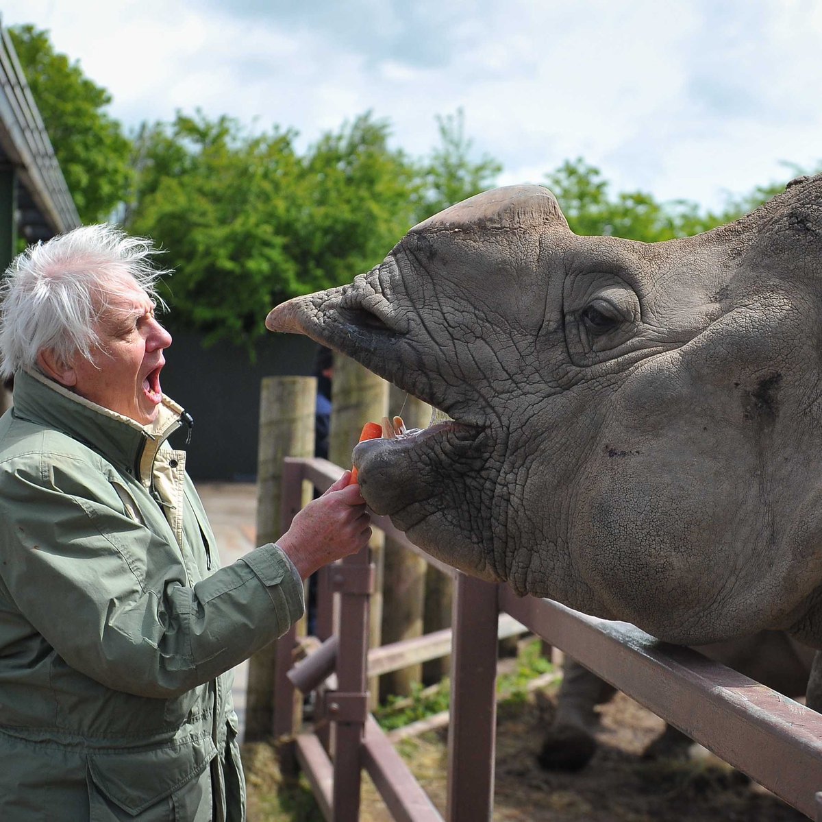 chesterzoo's tweet photo. Happy birthday Sir David Attenborough 🎉🦏

Simply, inspirational. https://t.co/T8yqjE9ZOk