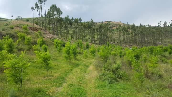 Billion Tree Tsunami KPK