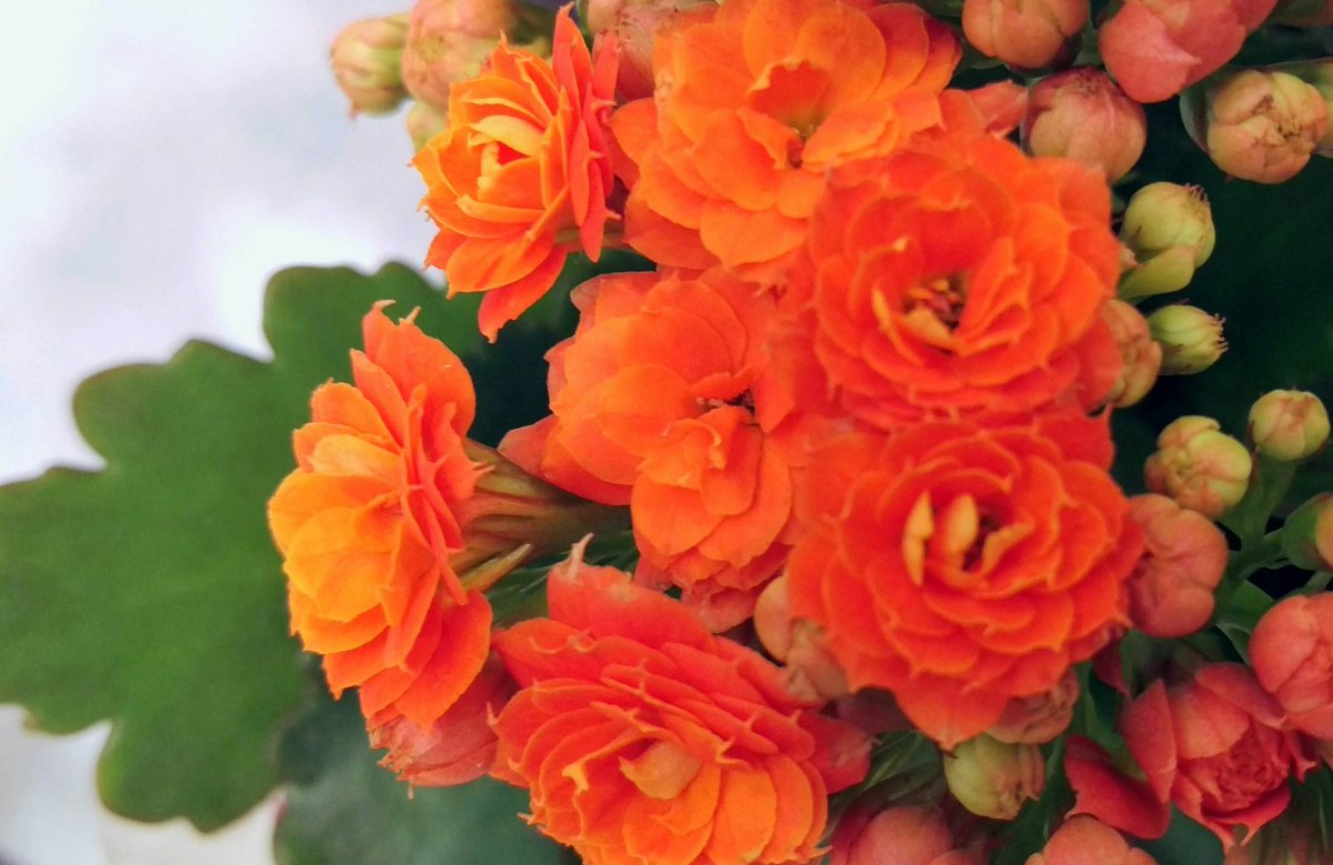 Twitter 上的 花 イマハナ オレンジ色のベゴニア 花言葉 幸福な日々 ビタミンカラーのオレンジ Happyな 花言葉 ㅂ و ｸﾞｯ 7時 ﾅｴ T Co Kitbgpaw4y Twitter