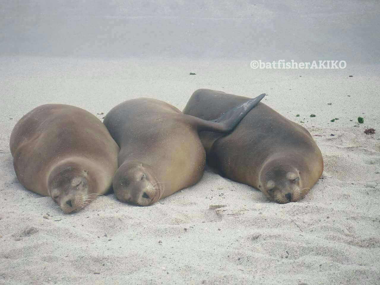 ট ইট র バットフィッシャーアキコ もうちょっとそっち行って Ecuador エクアドル Galapagos ガラパゴス諸島 Sealion アシカ ガラパゴスアシカ T Co Obvsra3oai ট ইট র