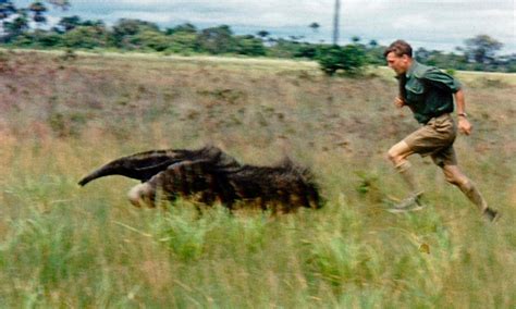 4. David Attenborough is very fast, though not always as fast as a Giant Anteater. #AttenboroughDay #Attenbirthday