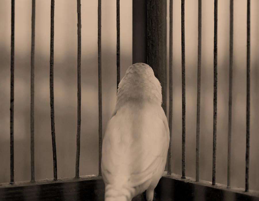 chaplainchat's tweet image. Invisible cage faithwaysblog.com/2018/05/08/inv…