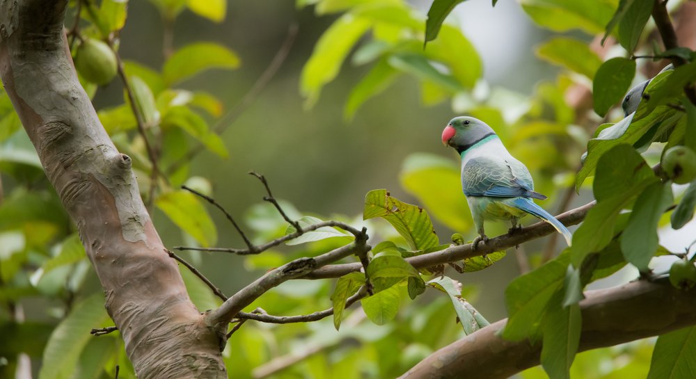 KeralaTourism's tweet image. When was the last time you spotted a Parakeet camouflaged in layers of green? Don&apos;t you think it’s time to hear them sing and swing? Don&apos;t you think it’s time for you to #ComeOutAndPlay?