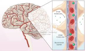 Epilepsy2021's tweet photo. Study finds the possibility of #new ways to #treat #manage #epilepsy #seizures through blocking the enzyme #cPLA2 responsible for #BBB leakage @Epilepsy_2018 on Aug  29-30,18 at Zurich, Switzerland limited  slots #available get register today: https://t.co/D91QnOnkc0 https://t.co/yE6TjRjhFJ