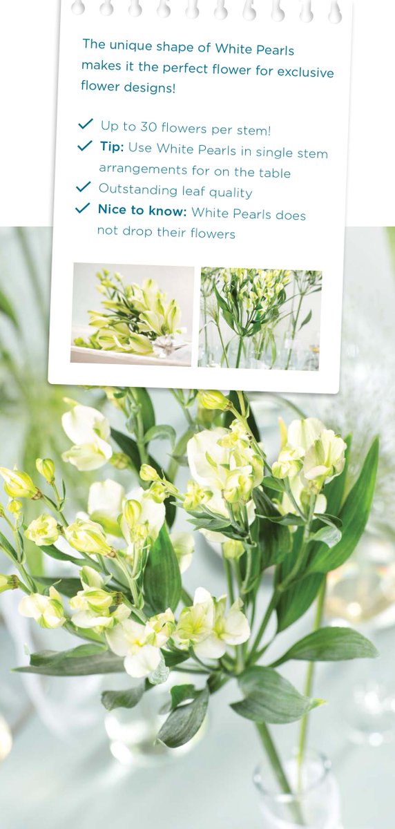 Alstroemeria White pearls.

Is het geen plaatje!
Leuk om te weten. Elk bloemblaadje van de alstroemeria staat ergens voor, nl. voor begrip, humor, geduld, medeleven, daadkracht en respect.
Kortom, de ultieme moederdagbloem!!