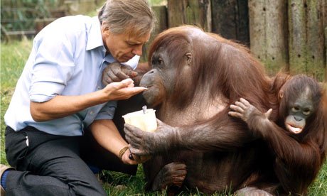 9. Here is David Attenborough with Orangutans.Other people who have seen Orangutans include primatologists, 28-35, who've recently returned from 2 years in Borneo. #AttenboroughDay #Attenbirthday