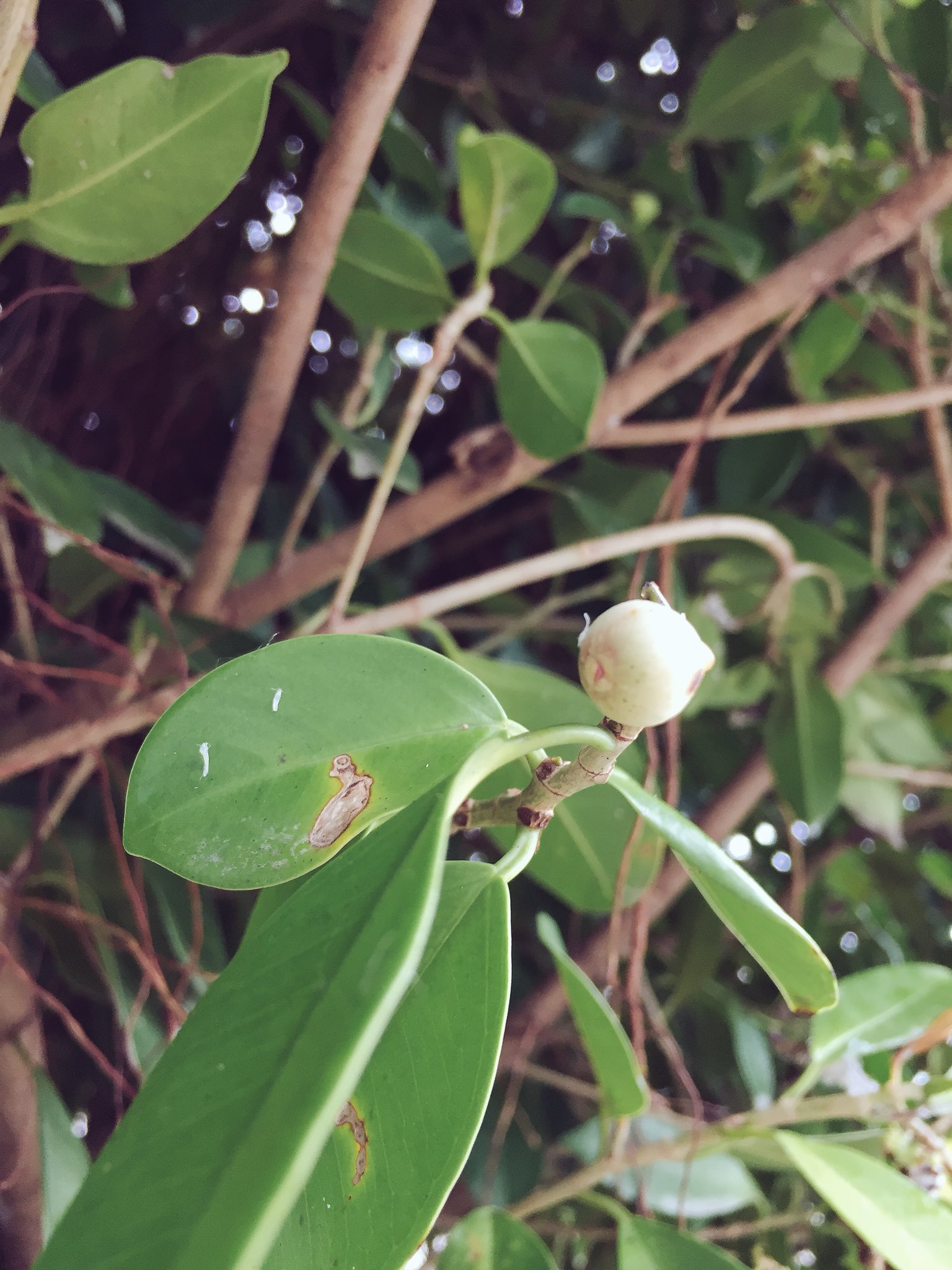 もげら ガジュマルの実と なんかの幼虫 蛾かな 後でちゃんと調べてみよう イモムシ T Co 1sag8s66za Twitter もげら ガジュマルの実と なんかの幼虫 蛾かな 後でちゃんと調べてみよう イモムシ T Co 1sag8s66za Twitter