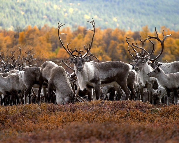 Midt i det vakreste av norsk fjellnatur gjennomfører vi et historisk miljøprosjekt: Skytefeltet skal tilbake til naturen! Nå er området vernet. forsvarsbygg.no/no/nyheter/hje…