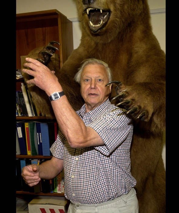 12. One way you can tell that the Bear in this photo is not alive is because it looks angry.If this Bear was alive and saw David Attenborough, it would be very, very happy. #AttenboroughDay #Attenbirthday