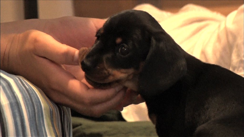 生き物にサンキュー 明日夜7時の生き物にサンキューは 激カワ子犬が登場 犬を飼うことが夢だった澤部 奥さんと子ども 真剣な家族会議に密着 澤部一家にステキな出会いはあるのか ゲストの Dish 北村匠海 さんも子犬にメロメロ お見逃しなく