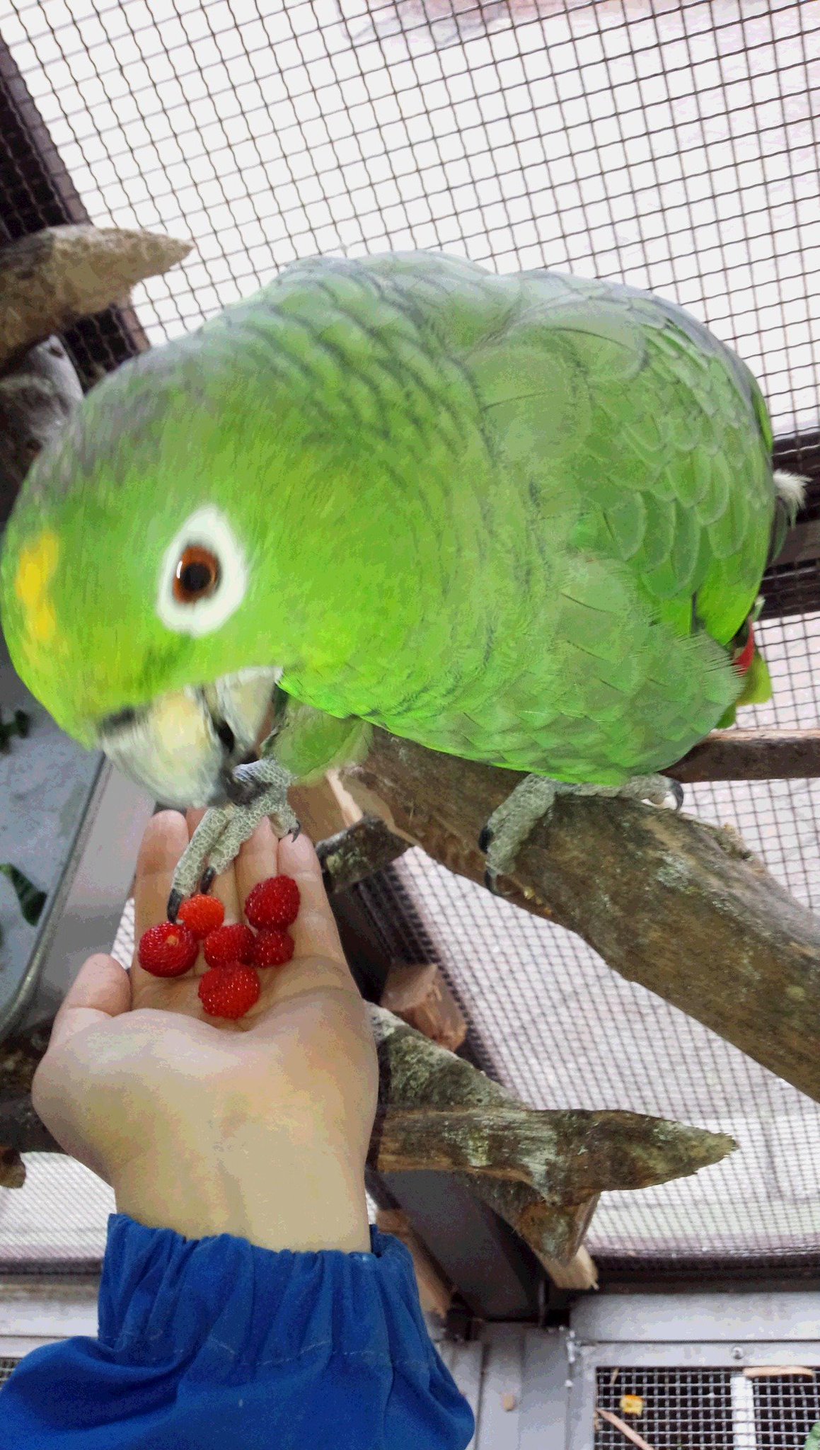 上 ムジボウシインコ 1612 ムジボウシインコ 寿命 上 ムジボウシインコ 1612 ムジボウシインコ 寿命