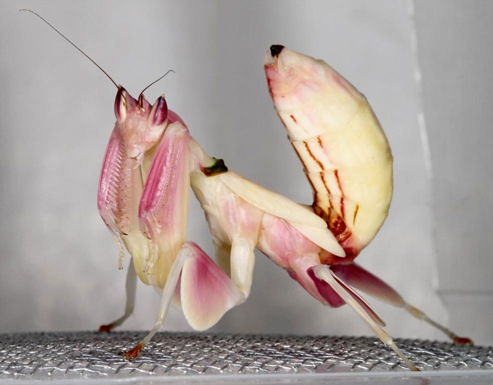 Люди едят богомолов. Богомол Hymenopus coronatus. Орхидейный богомол (Hymenopus coronatus). Малазийский листовидный богомол. Богомол орхидейный белый.