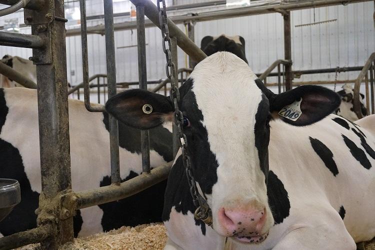 La chaire de recherche sur la vie durable des bovins a récemment célébré son deuxième anniversaire! De plus, un atelier du Forum Techno sera consacré aux recommandations pour améliorer le confort des vaches en stabulation entravée! 
Pour plus de détails : bit.ly/2rrwVlG