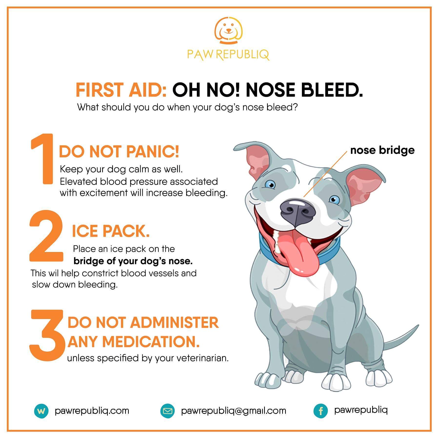 what do you do if your dogs nose is bleeding