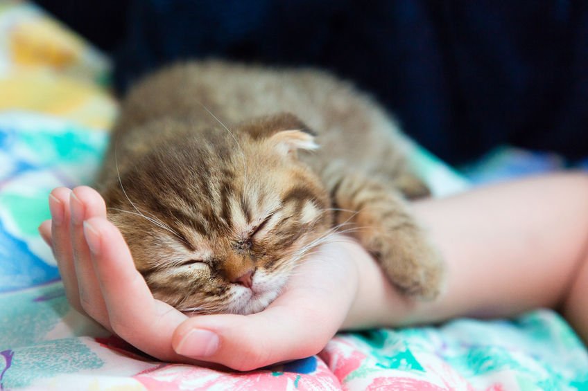 <a href="/CatHavenWA/">Cat Haven</a> is waiving vet and adoption fees to re-home 50 kittens being treated for ring-worm.

On Perth Tonight <a href="/CatHavenWA/">Cat Haven</a>'s Chandra Woodley told <a href="/chrisiperth/">Chris Ilsley</a> adoptive families would need to isolate the kittens for 4 weeks until the infection clears.
6pr.com.au/podcast/adopti…
