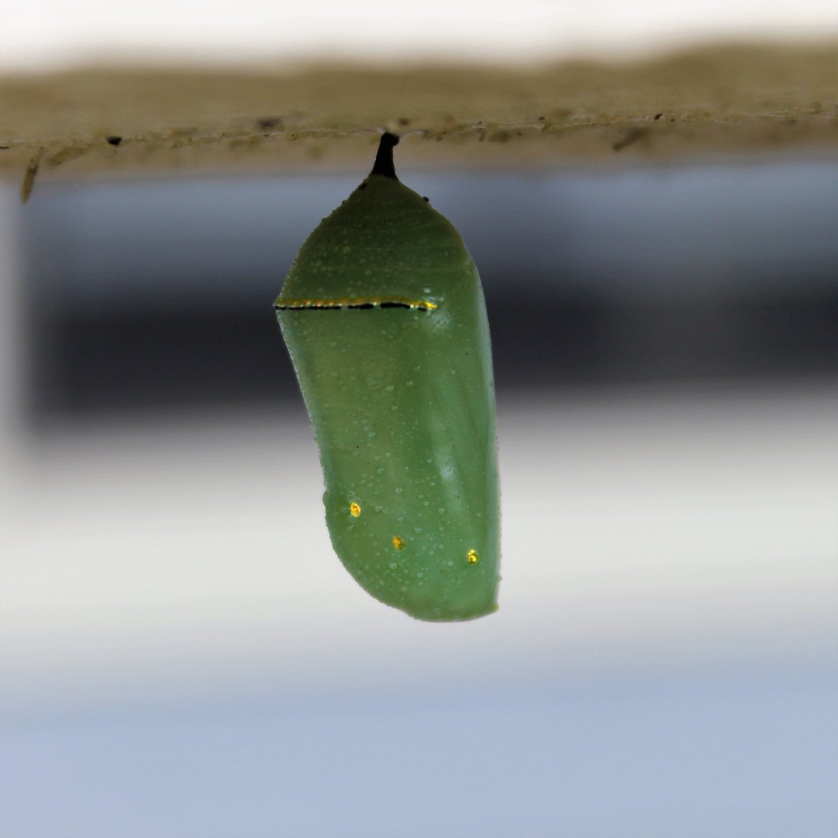 KNezTalk's tweet photo. The life cycle of a Monarch Butterfly can be seen at Stephen C. Beachy Central Park in College Station. In honor of the Mayor’s Monarch Pledge, the @CityofCS Parks Department has planted more than 50 pounds of milkweed seed. Learn more at: https://t.co/A3xqjQRwd1. https://t.co/1FodxDOSj8