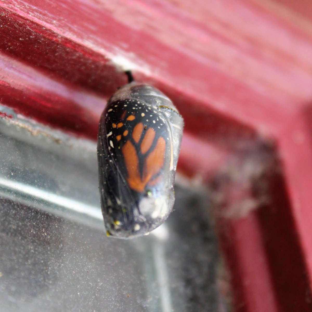 KNezTalk's tweet photo. The life cycle of a Monarch Butterfly can be seen at Stephen C. Beachy Central Park in College Station. In honor of the Mayor’s Monarch Pledge, the @CityofCS Parks Department has planted more than 50 pounds of milkweed seed. Learn more at: https://t.co/A3xqjQRwd1. https://t.co/1FodxDOSj8