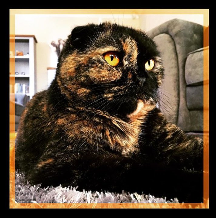 Java_Jessika's tweet image. The great Sphinx of Giza.  Why are you in my living room?  #CatsOfTwitter #cats #scottishfold