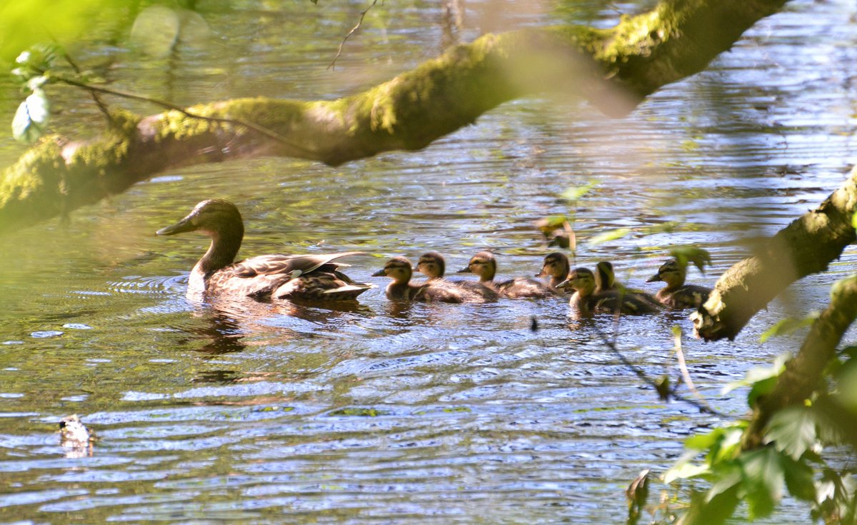 ChitiArvind's tweet photo. Spotted amidst exceeding loud mating amphibians outside. #mallard #duckling #chickling #ornithology #windowwatch https://t.co/FjrKGq7SBc