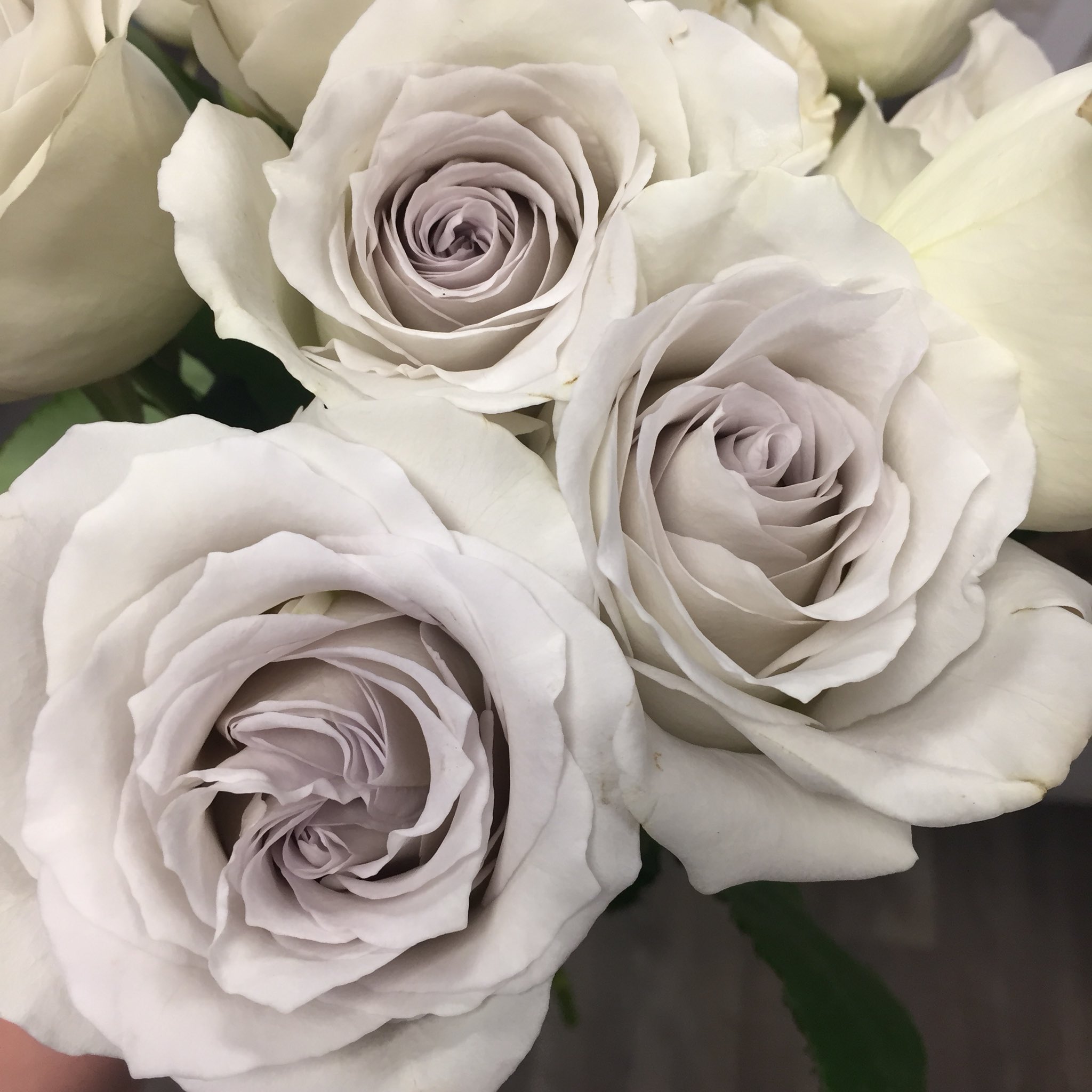 Grey (Early Grey) Roses Standard ubicaciondepersonas.cdmx.gob.mx