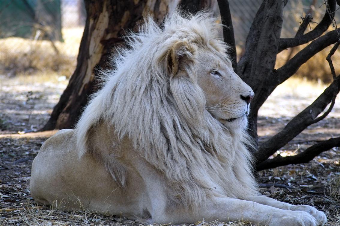 珍しい動物達 در توییتر ホワイトライオン ライオンの白変種 生息数は約300頭程度で非常に希少な種 アフリカでは 神の使い と呼ばれるほど 神秘的な外見につい見とれてしまいます