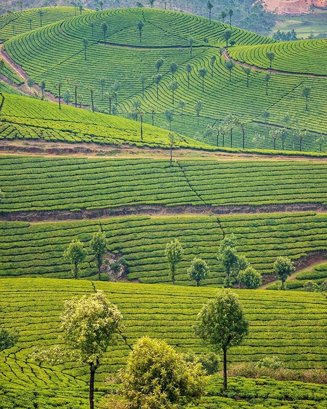 worldtravel_bug's tweet photo. Munnar tea plantations are probably in my top 5 views in the world! ❤️ You should have heard my sounds of excitement every time we were taking a turn with our jeeps and a new hill was uncovered in all its splendor 💚 
Today’s tip: all tea (green, black, white) is coming from … https://t.co/RkMNqkWEWp