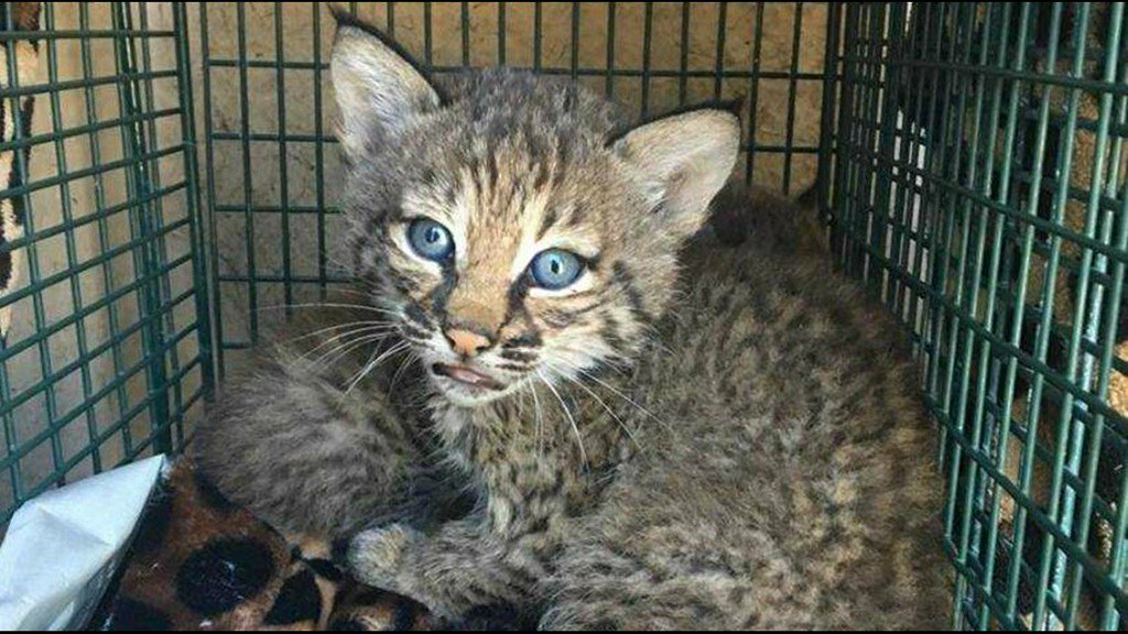 Bobcat kittens mistaken for domestic kittens, 3 people injured bit.ly/2rqizlI