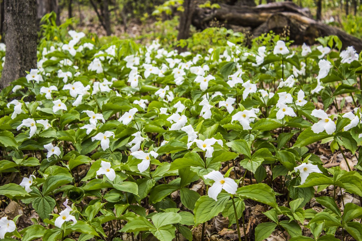 VTStateParks's tweet photo. It's trillium season -- they're everywhere!  Mt. Philo State Park is an especially great place to check out these spring ephemerals! #VT #Vermont #GetOutside https://t.co/ylY7yXziNn
