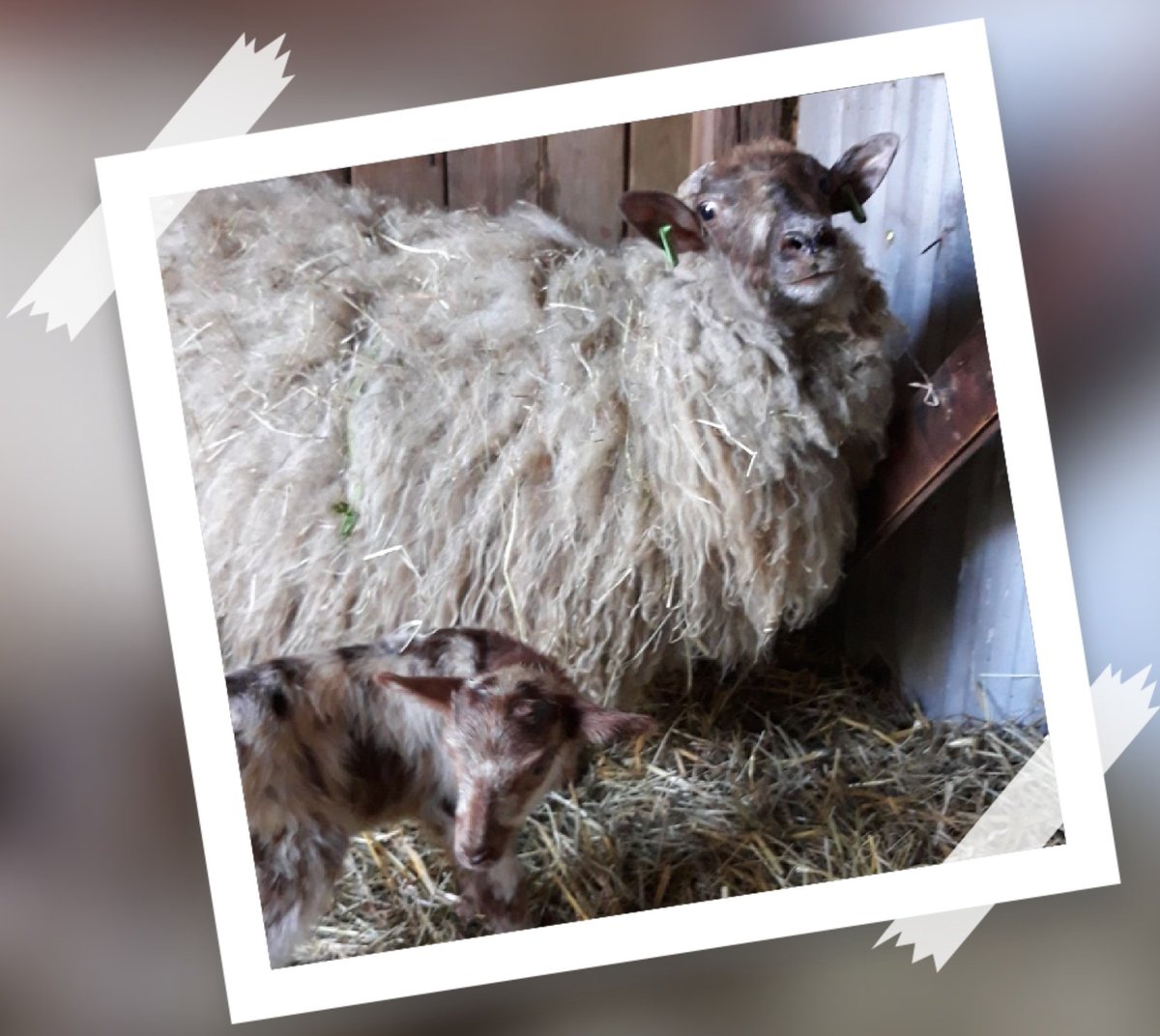 Proud mom scheep ♥️
#DrentheHeathsheep #newborn #lamb #DeKreake #Harry #farmoftheworld #friesland