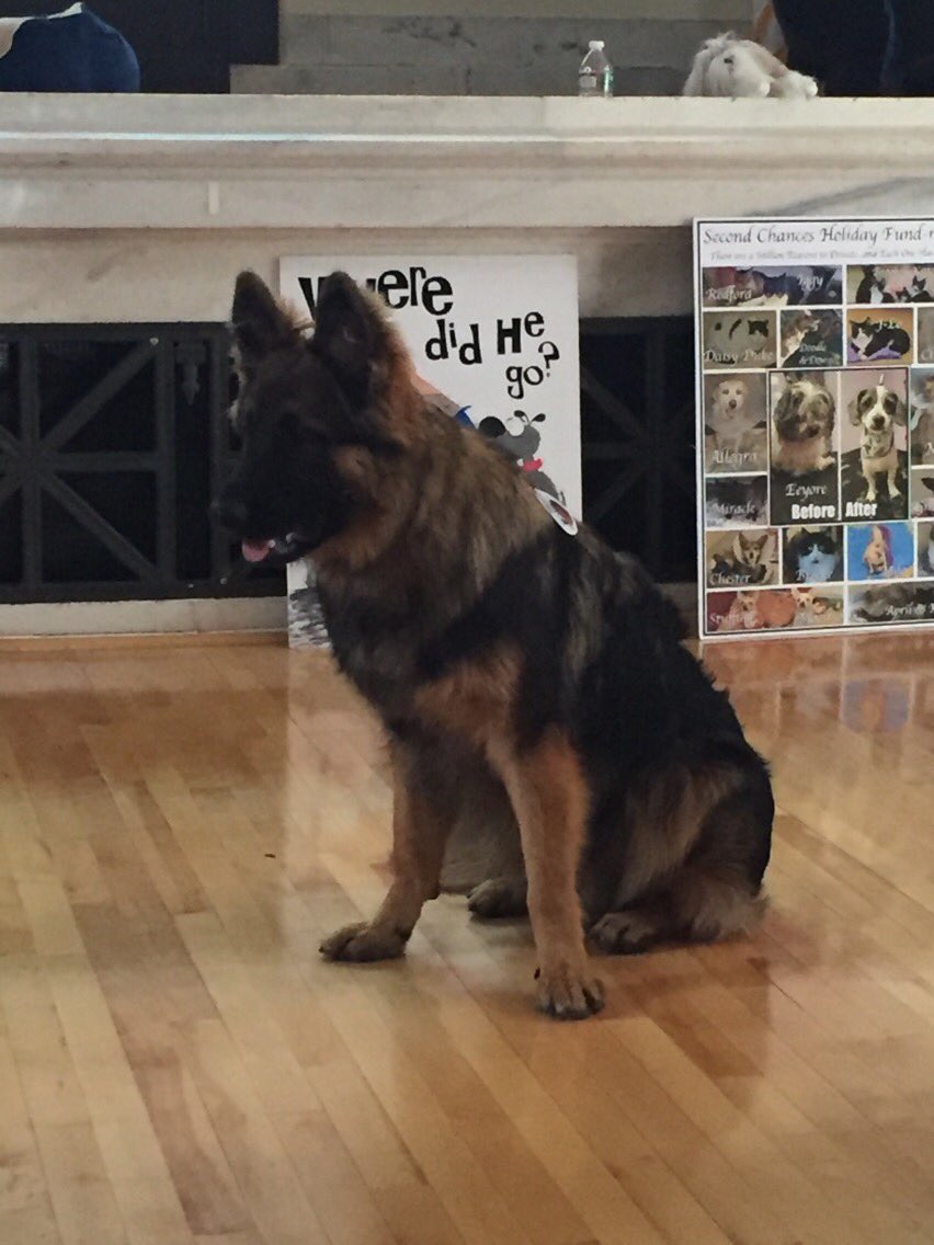APKearns1's tweet photo. Thanks to Bristol Animal Shelter for supporting our OSOB program emphasizing the  importance  of proper pet care and service dogs. @bweari @coltandrewsPG @ColtAndrewsSch @mariojandrade @bwef_info https://t.co/9dEDU0lhUY