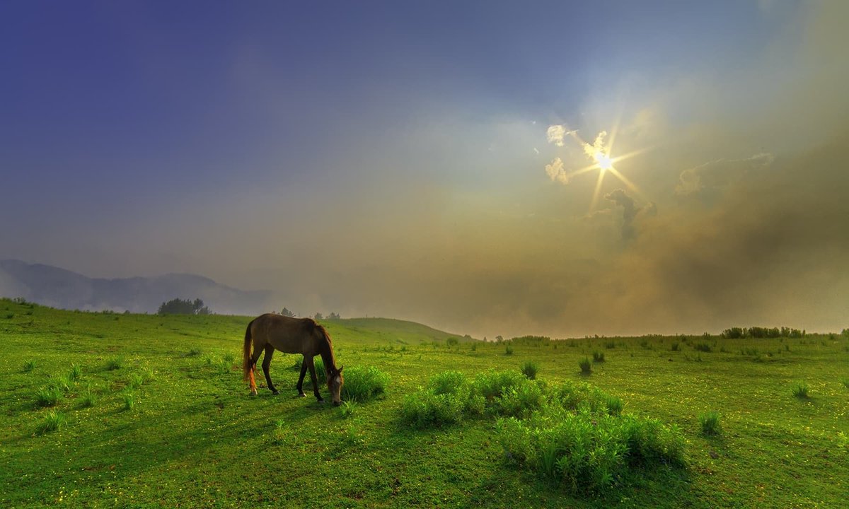 TouristBlog's tweet image. Siri Paye, nonetheless, still retains its strong attraction for tourists as a green plateau on top of the Hindu Kush. Engulfed in clouds and fog more often than not, it entices many as a rendezvous which allows one to observe Nature play peek-a-boo. #siripaye