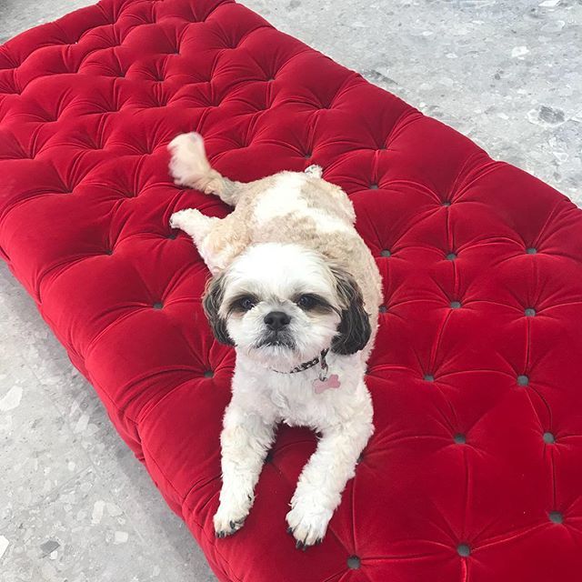 This is the life #princelouisoftelaviv#amor_tlv#love my life