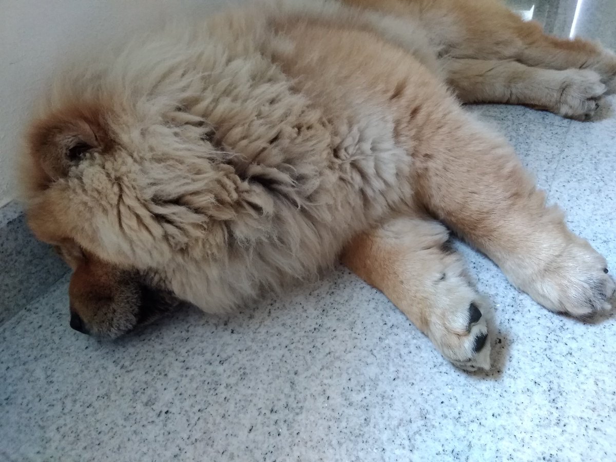 Felicia_1310's tweet photo. Il pisolo pomeridiano è d'uopo.
#princessmood https://t.co/29fq8cUlvo