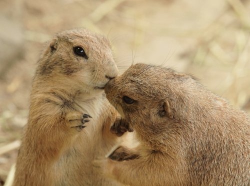 動物の習性図鑑 Ar Twitter プレーリードッグ式の挨拶 プレーリードッグの集団での挨拶は 鼻をくっつけたり キスをしたりします プレーリードッグは集団で行動する生き物で周りとのコミュニケーションを大事にする傾向にあります