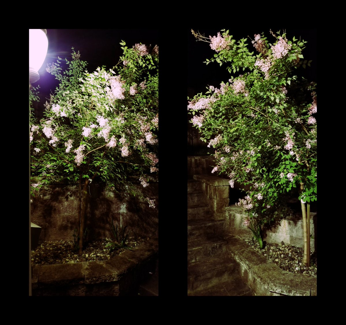 Ellechemy's tweet photo. Of all of My gardening, I am most pleased with the twin lilac trees I planted 2 summers ago. They are 5x their original size, now heavy with their heady scented flowers. I ♡ the smell of lilacs at night, these are growing just outside My bedroom-to-patio door. https://t.co/BM3vsyCdJp