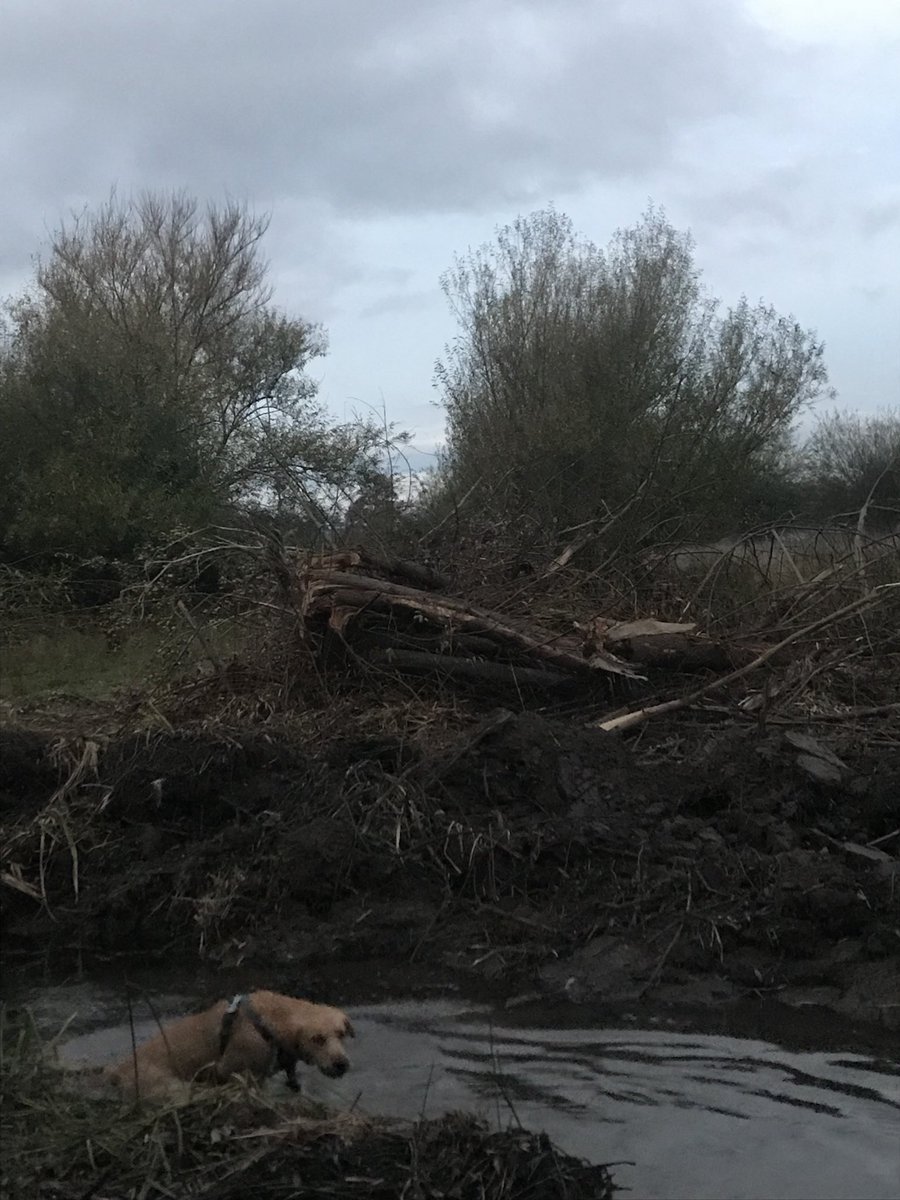 Makenzi_'s tweet photo. Qué pasa con los humedales detrá Camping #Ainoha ? Porque botan árboles sin piedad? No estaban estancados los permisos a inmobiliarias? Qué sucede?!!!! @pollopucon @Muni_Pucon #Pucón #Humedales https://t.co/7vWrX0VtFS