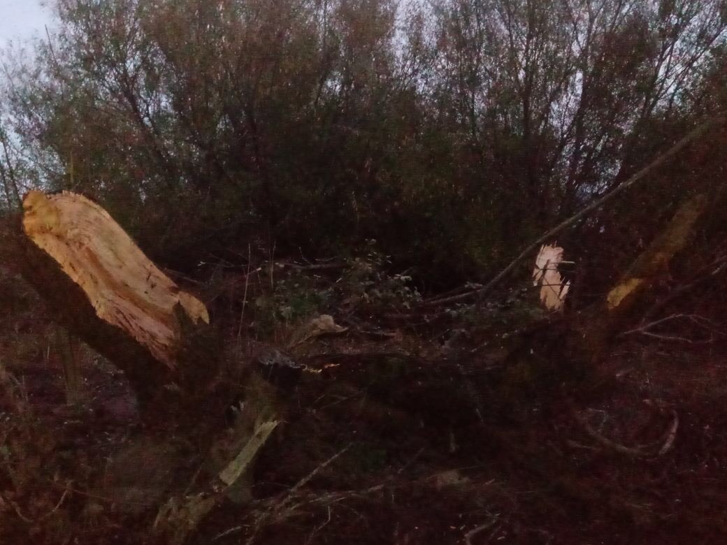 Makenzi_'s tweet photo. Qué pasa con los humedales detrá Camping #Ainoha ? Porque botan árboles sin piedad? No estaban estancados los permisos a inmobiliarias? Qué sucede?!!!! @pollopucon @Muni_Pucon #Pucón #Humedales https://t.co/7vWrX0VtFS