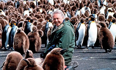 42. David Attenborough once tried to infiltrate a Penguin colony and live among them.However, his plan ultimately failed as the Penguins all recognised him as David Attenborough. #AttenboroughDay #Attenbirthday