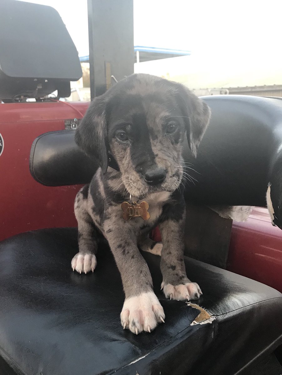 karladummer's tweet photo. Introducing Did. #puppylove https://t.co/Mgoc8GqUmY